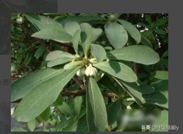 沉香树苗_奇楠沉香树苗