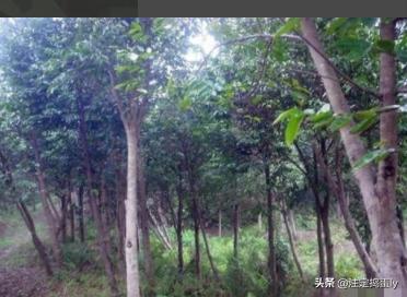 沉香树苗_奇楠沉香树苗