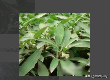 沉香树苗_奇楠沉香树苗