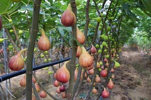 无花果的栽培技术_火龙果的种植技术与栽培技术