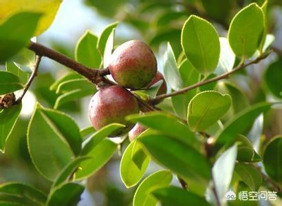 油茶树苗多少钱一棵_油茶树苗多少钱一棵批发