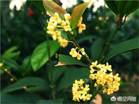 四季桂花_四季桂花香吗