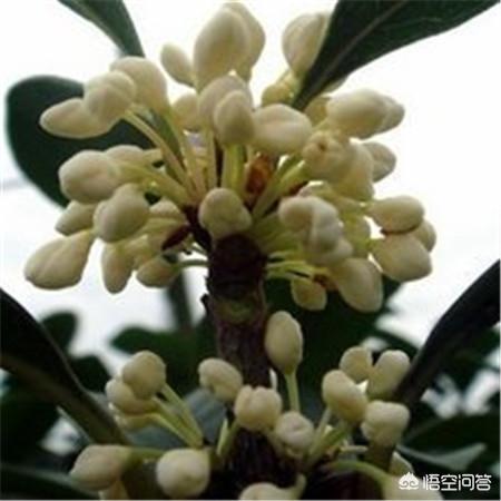 四季桂花_四季桂花香吗