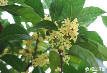 四季桂花_四季桂花香吗