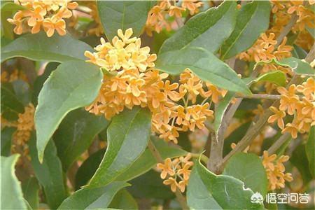 四季桂花_四季桂花香吗