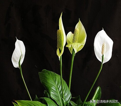 一帆风顺花图片_一帆风顺图100张