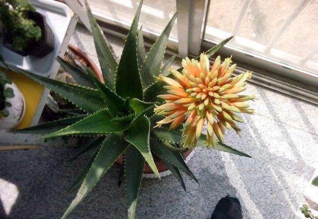 芦荟怎么养_芦荟怎么养护与浇水