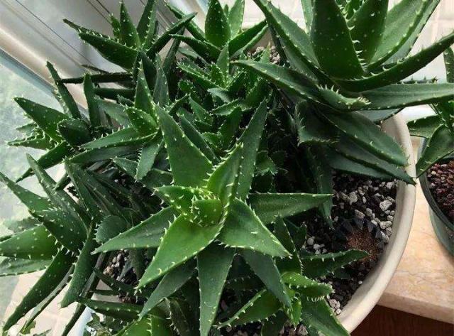 芦荟怎么养_芦荟怎么养护与浇水