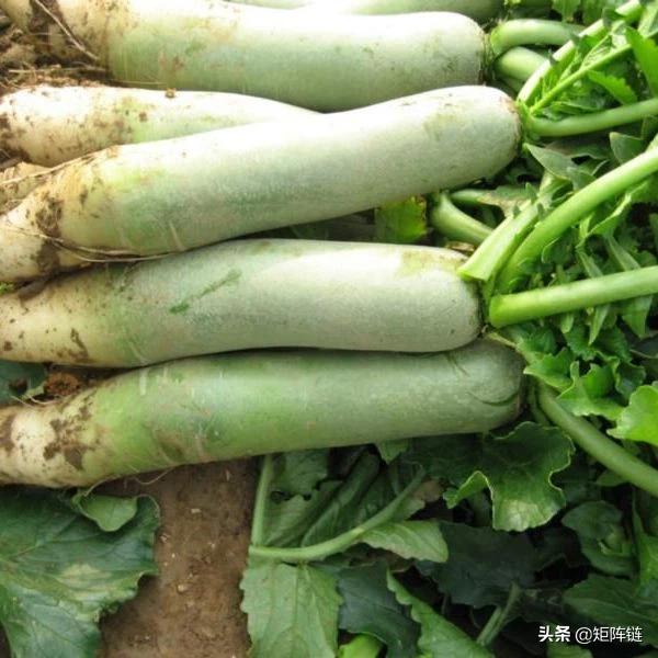 一年生植物_一年生植物是什么意思
