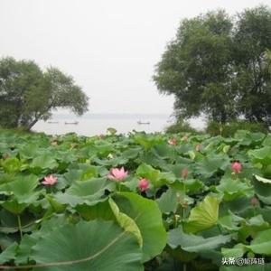 一年生植物_一年生植物是什么意思