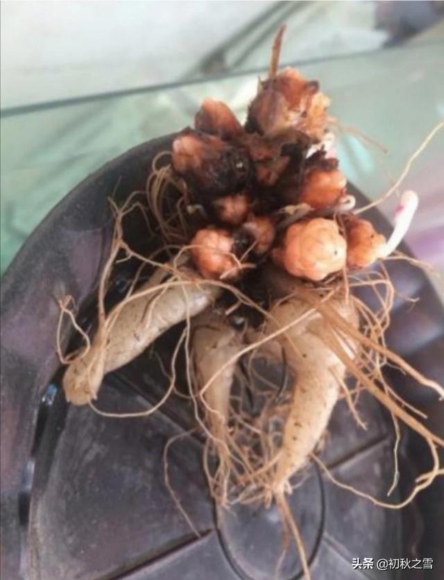 三角紫叶酢浆草_三角紫叶酢浆草对人体有危害吗