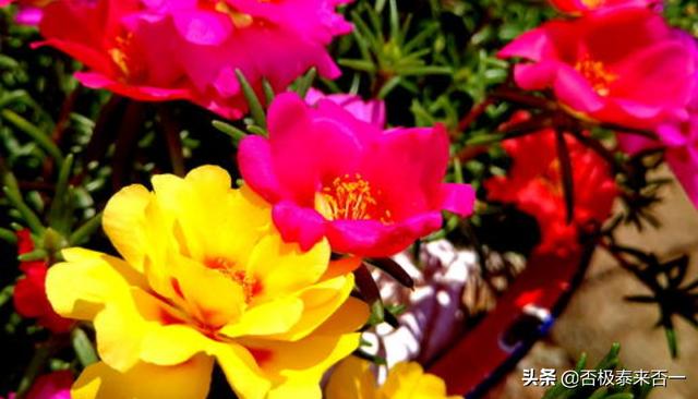 太阳花花语_太阳花花语大全