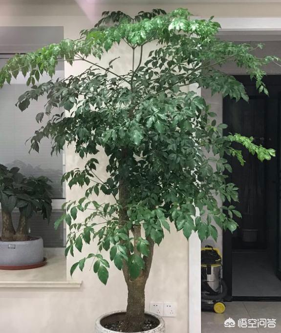 幸福树的养护_幸福树的养护知识