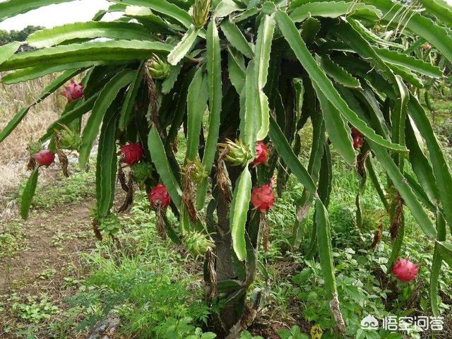火龙果怎么种植_火龙果的种植技术与栽培技术