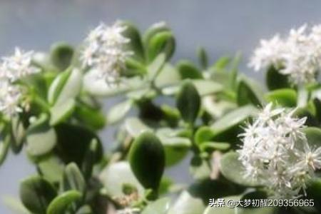 玉树的养殖方法_玉树的养殖方法和注意事项(附玉树图片)