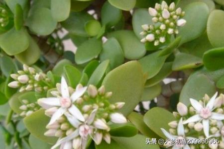 玉树的养殖方法_玉树的养殖方法和注意事项(附玉树图片)