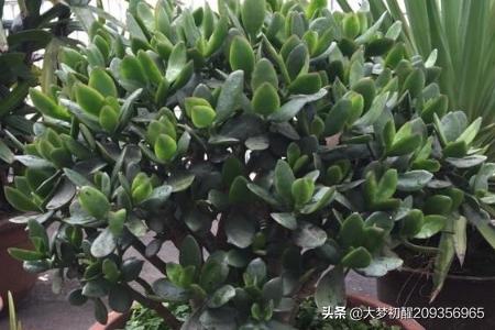 玉树的养殖方法_玉树的养殖方法和注意事项(附玉树图片)