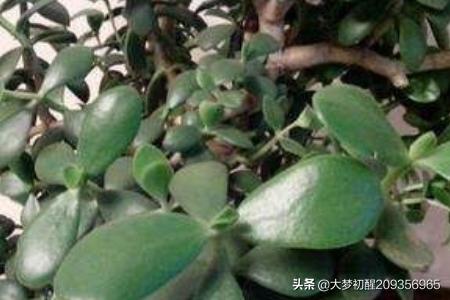 玉树的养殖方法_玉树的养殖方法和注意事项(附玉树图片)