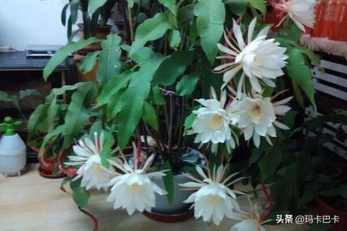 什么花什么时间开_什么花什么时间开放(一天之内)