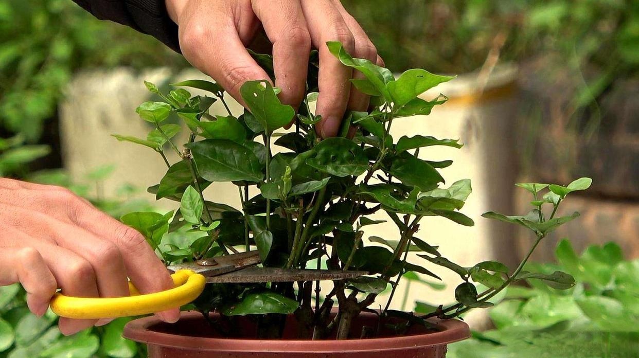 茉莉花怎么养_茉莉花怎么养护与浇水