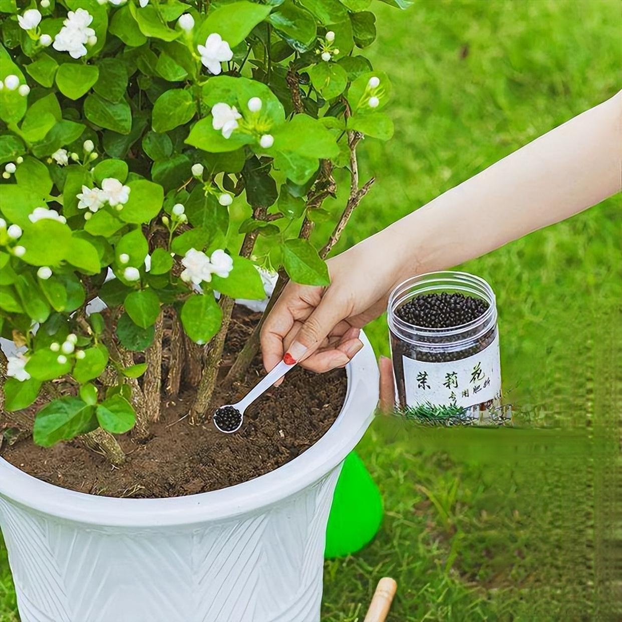茉莉花怎么养_茉莉花怎么养护与浇水