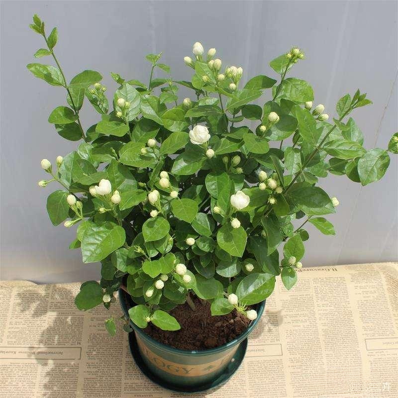 茉莉花怎么养_茉莉花怎么养护与浇水