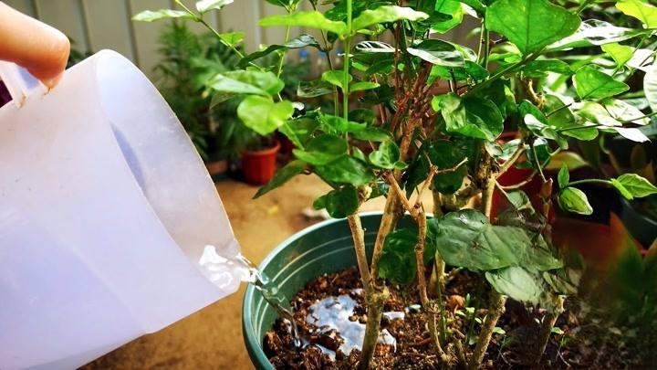 茉莉花怎么养_茉莉花怎么养护与浇水