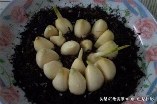 种植技术视频_香椿芽苗菜种植技术视频