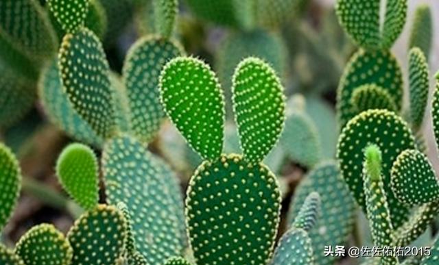 仙人掌的养殖方法_山影仙人掌的养殖方法
