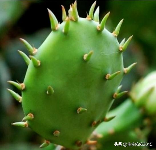 仙人掌的养殖方法_山影仙人掌的养殖方法