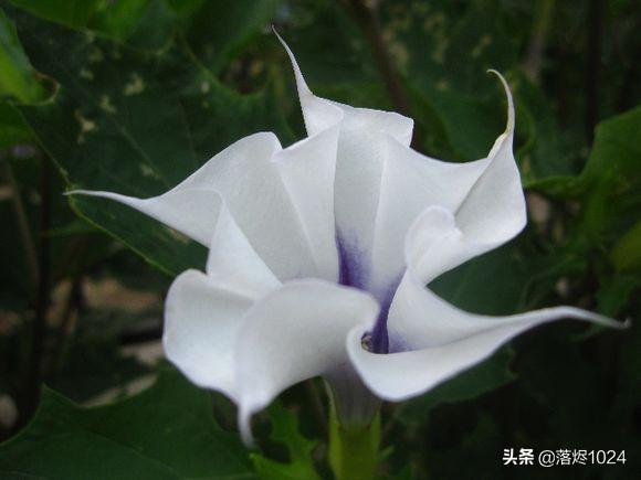 曼陀罗花有毒吗_大花曼陀罗花有毒吗