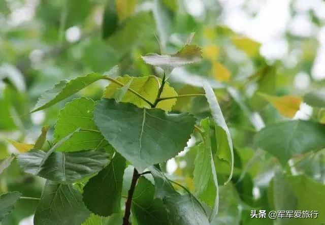 速生树种_速生树种中绿柳