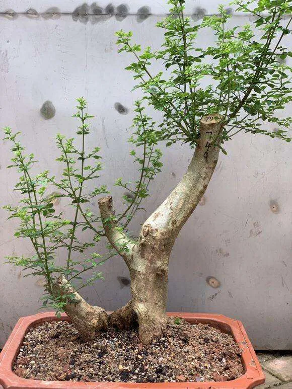 白腊_白腊木