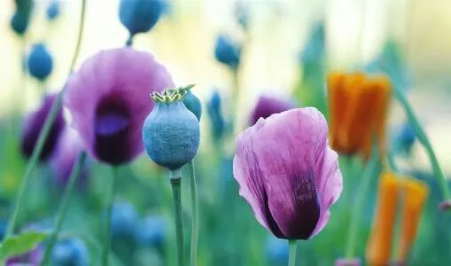 因素花_罂粟花冠