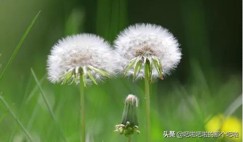 植物种子传播的方法_你还知道哪些植物种子传播的方法