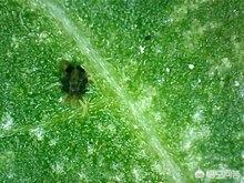 水稻病虫害_水稻病虫害防治用药