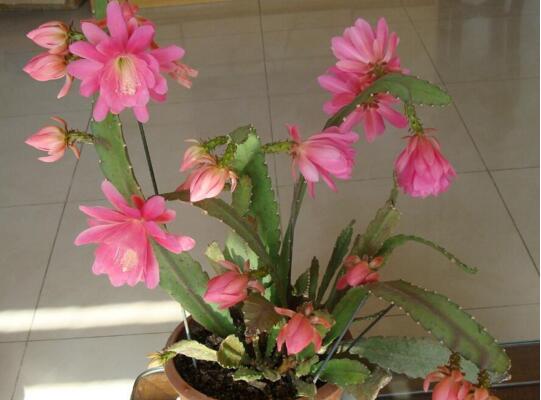 令箭荷花_令箭荷花叶子干瘪是什么原因