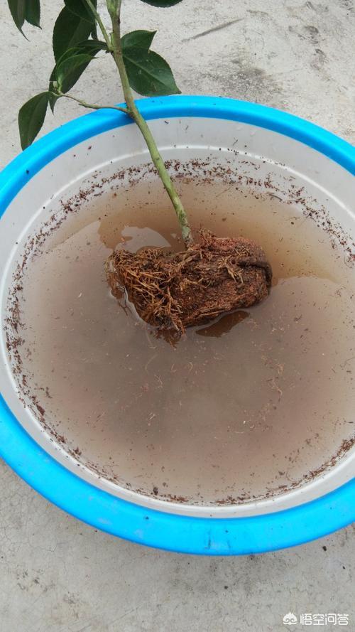 茶花球_茶花球图片