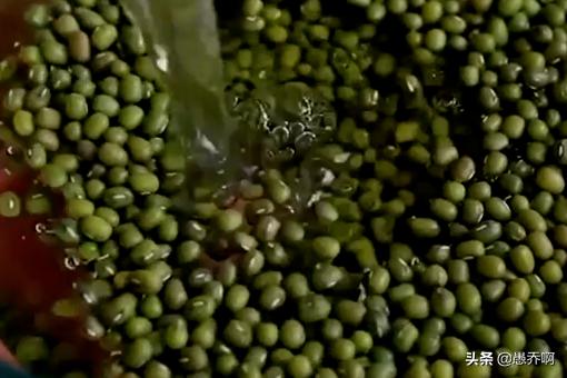 苗菜种植_苗菜种植能赚钱吗