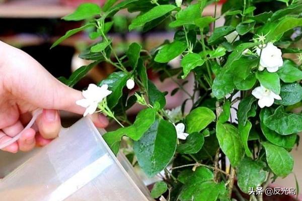 茉莉的养殖方法_捶丝茉莉的养殖方法