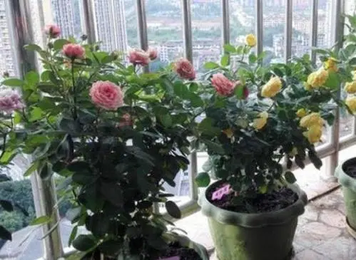 月季花的栽培