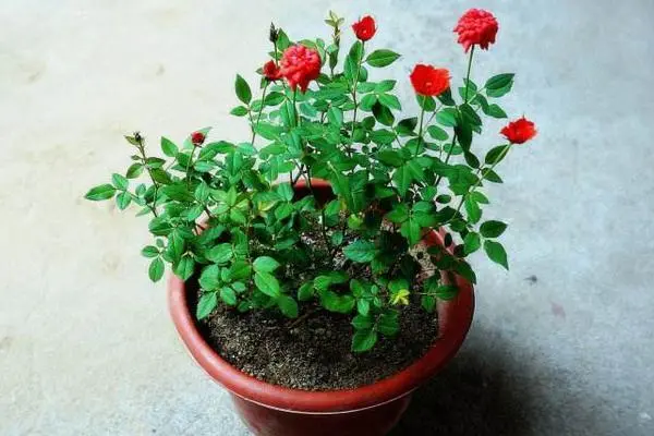月季花的栽培