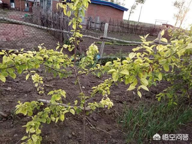 苹果树_苹果树简笔画