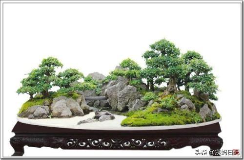 中国盆景_中国盆景之乡