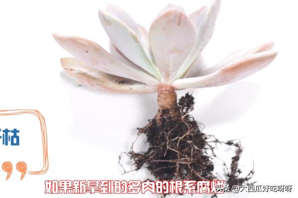 多肉修根_多肉修根后多久可以长出新根