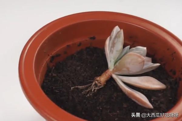 多肉修根_多肉修根后多久可以长出新根