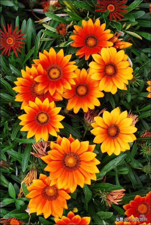 勋章菊_勋章菊图片