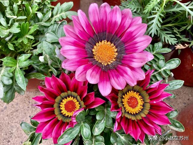 勋章菊_勋章菊图片