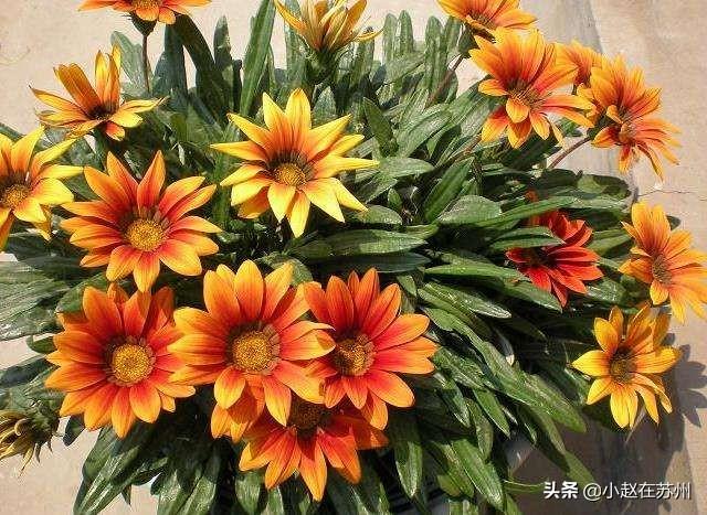 勋章菊_勋章菊图片
