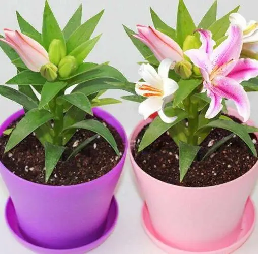 百合花怎么养_百合花怎么养家庭养法